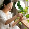 Plant Clips, Pothos Vine Fixing Clips, Plant Growth Clips, Garden Clips, Plant Climbing Wall Fixing Clips