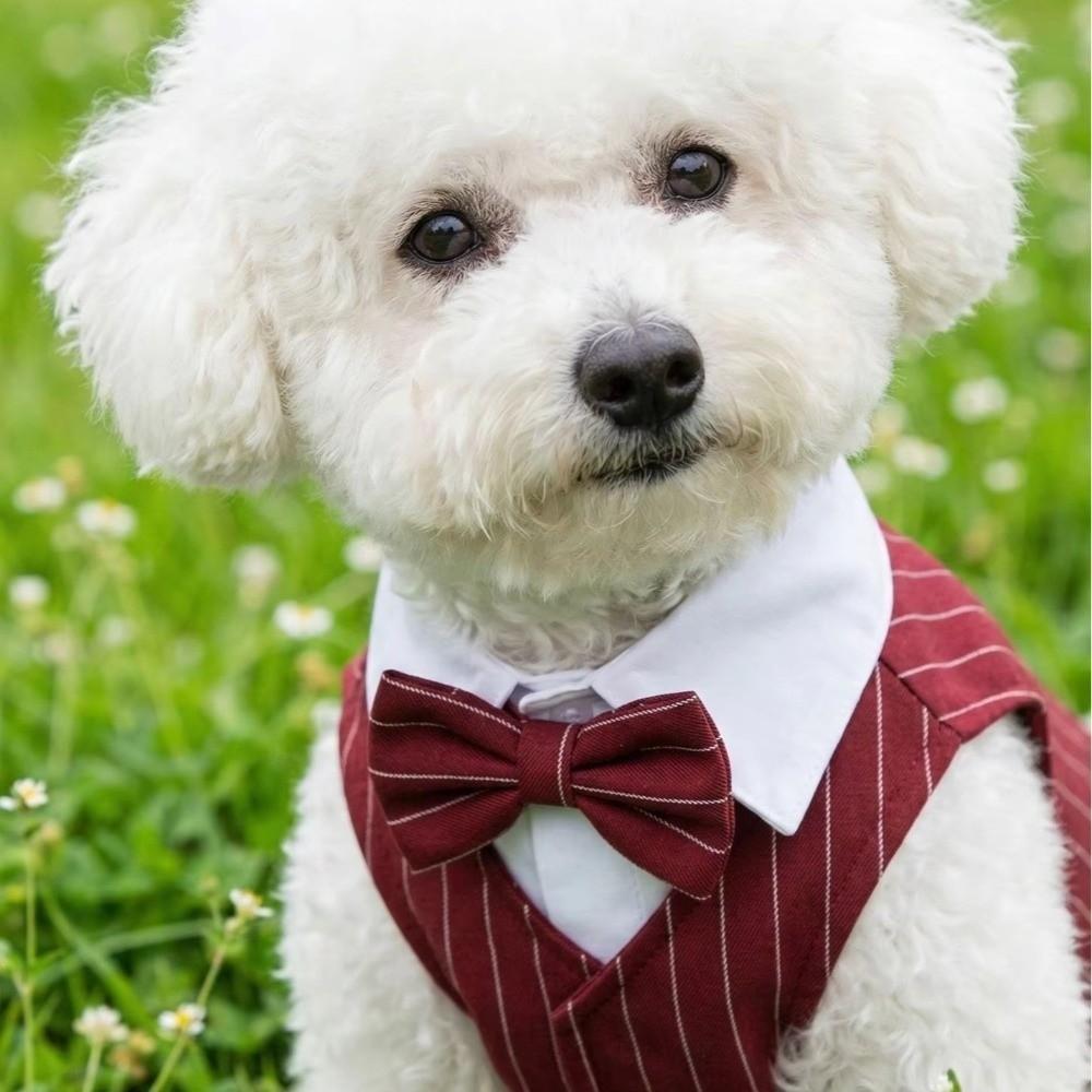 Lightweight Dog Wedding Suit Button Closure Small Dog Clothes Pet Tuxedo Outfit  for Teddy Dogs