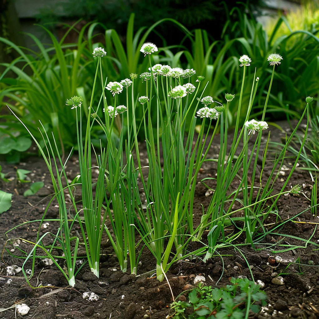 150 Chinese Chive Seeds - Semi-Wild Permaculture