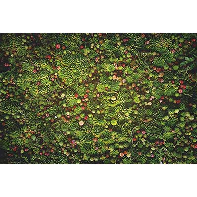 MOON.QG Tropical Leaves Backdrops Spring Garden Backgrounds Green Grass Photo Wall Customized Name Birthday Wedding Photocall
