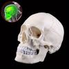 1pcs Medical Props Model Life Size Human Skull Model Anatomical Anatomy Medical Teaching Skeleton Head Studying Teaching Supplies