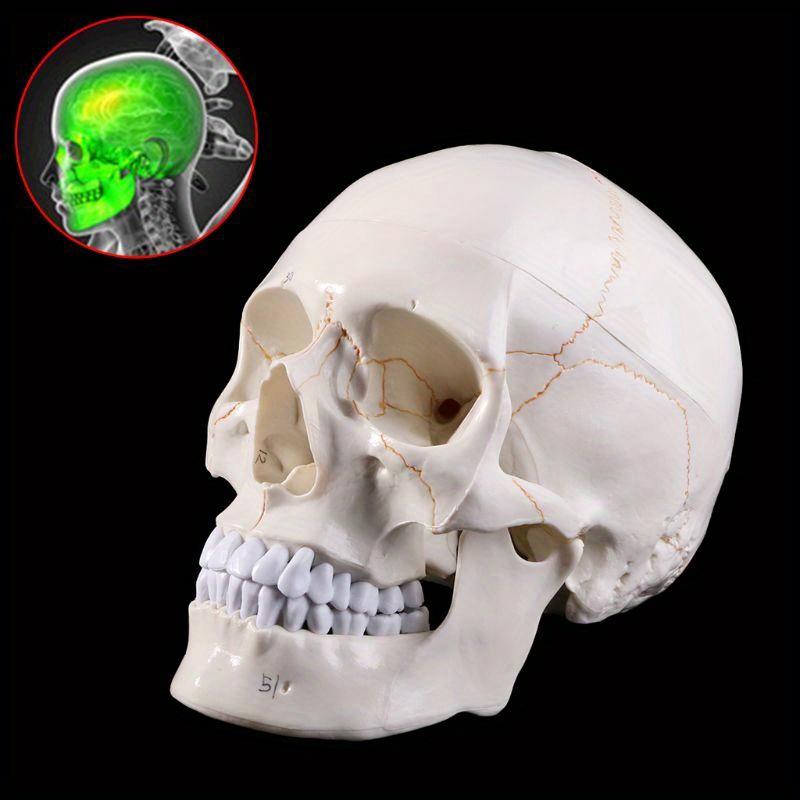 1pcs Medical Props Model Life Size Human Skull Model Anatomical Anatomy Medical Teaching Skeleton Head Studying Teaching Supplies