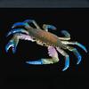 1Pc  Children's Fun Educational Marine Biology Simulation Model, Solid Crab, Blue-footed Crab Animal Toys