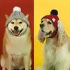 Chapeau Tricoté pour Chien d'Hiver Oreilles Découvertes Couvre-chef Coupe-vent Chaud Mode Bandeau pour Chat Automne Hiver Boule de Fourrure Accessoires de Déguisement pour Animaux