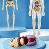 Educational Human Body Anatomy Model Clear Anatomical Human Skeleton Model with Detachable Organs Biology Teaching Tool