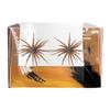 2Pcs Floating Sea Urchin Fishing Lures | Tear-Resistant TPR Construction | 6cm Size | Ideal for Mandarin Fish & All Game Fish