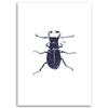 Canvas print Insect Black cockchafer