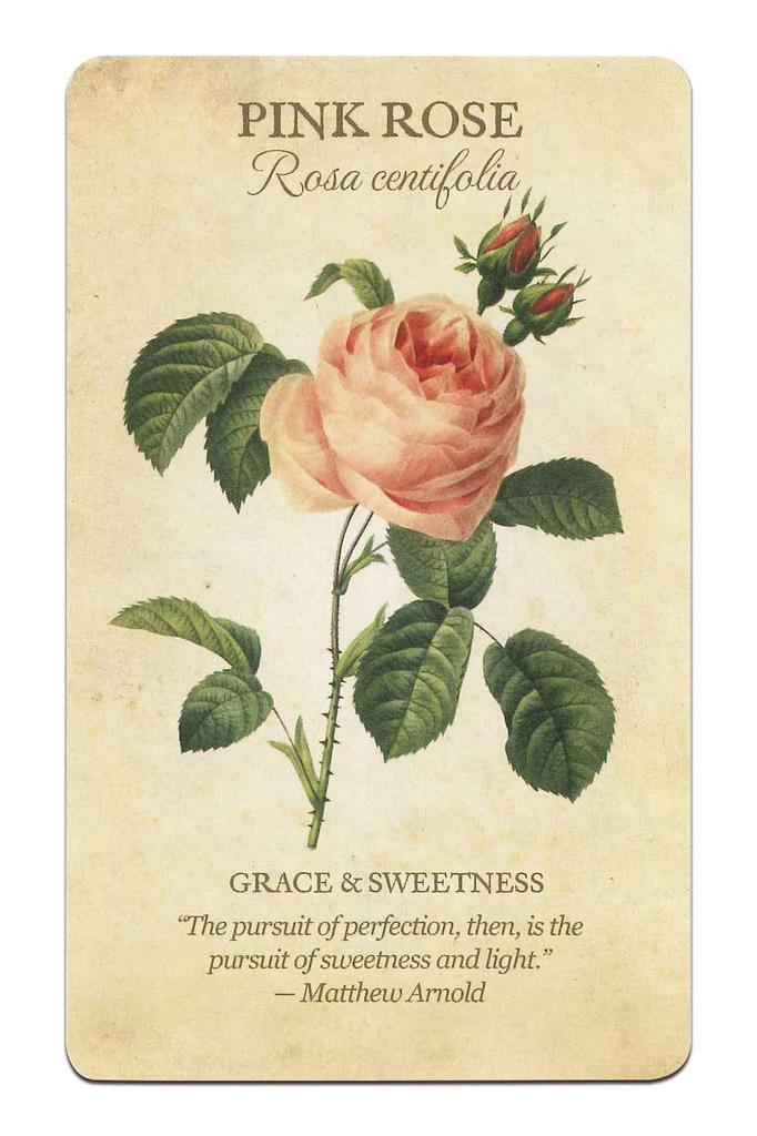 Nichiyu 44-Piece Oracle Card Set for Fortune Telling [Officially Imported] [Botanical Inspiration Set] Beautiful Floral Oracle Cards