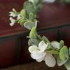 Blomsterkransar Blomsterkrans Hårband Håraccessoarer Blomsterkronor Bröllop Festivaler Fotorekvisita Huvudprydnad för Kvinnor