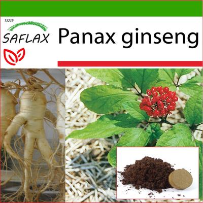 Koreanischer Ginseng – 10 Samen – Mit Blumenerde für eine bessere Kultivierung – Panax Ginseng