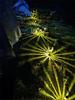 Solar Lawn Lights for Outdoor Camping and Garden Landscapes