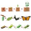 for Frog Animal Life Cycle Model Desktop Decoration Educational Development Toys Realistic Appearance Stimulate Interest