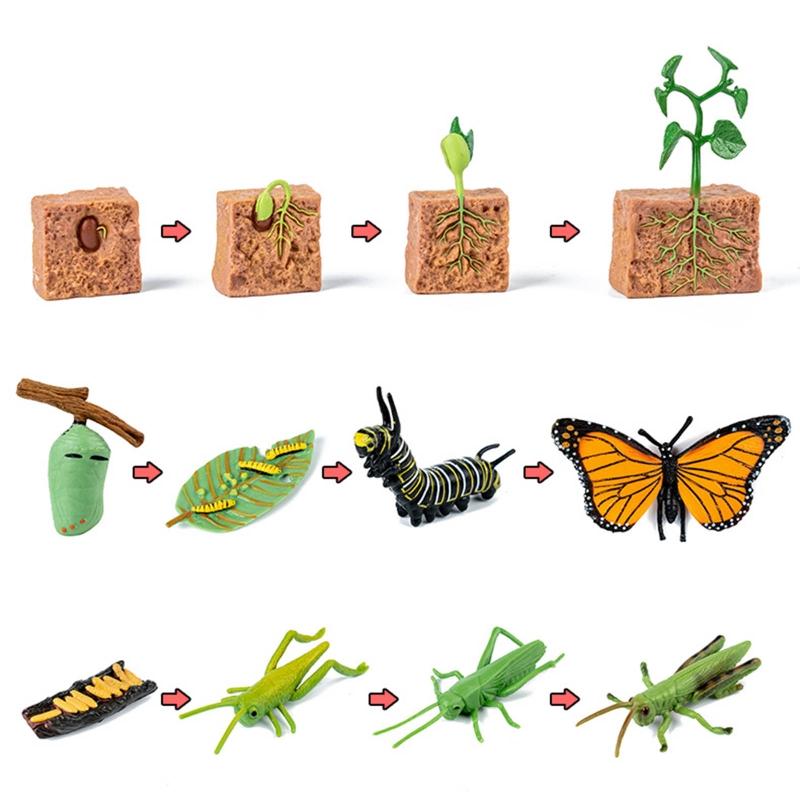 for Frog Animal Life Cycle Model Desktop Decoration Educational Development Toys Realistic Appearance Stimulate Interest