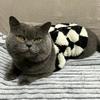 Fashion Sphynx Cat Sweater Cardigan for Cats Gotas Winter Warm Pet Fleece Clothes Garfield Katten Dog Jackets Mascotas Clothing