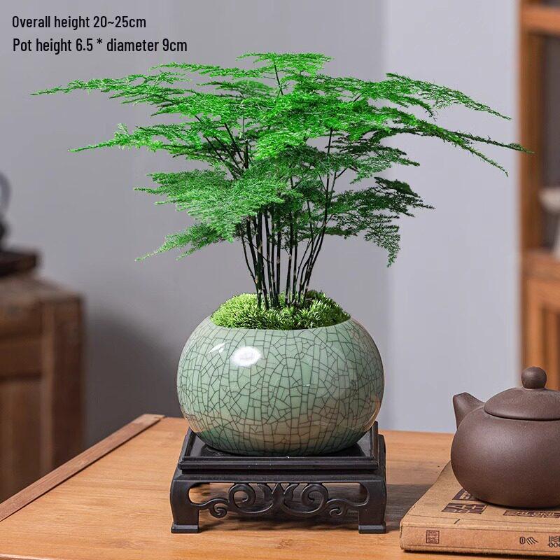 Asparagus Fern Indoor Bonsai: Easy-Care Evergreen for Home or Office Decor.
