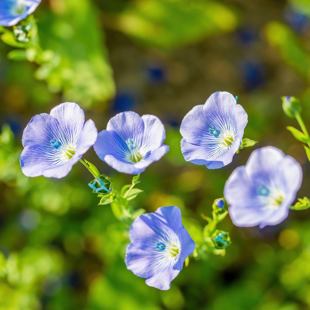 KLORANE Flex Trockenshampoo 150ml x 2 (Volumenpflege)