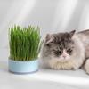 Iilnlaty Hydroponic Grass Planter Kit for Indoor Cats - Easy To (No Included) (Green)