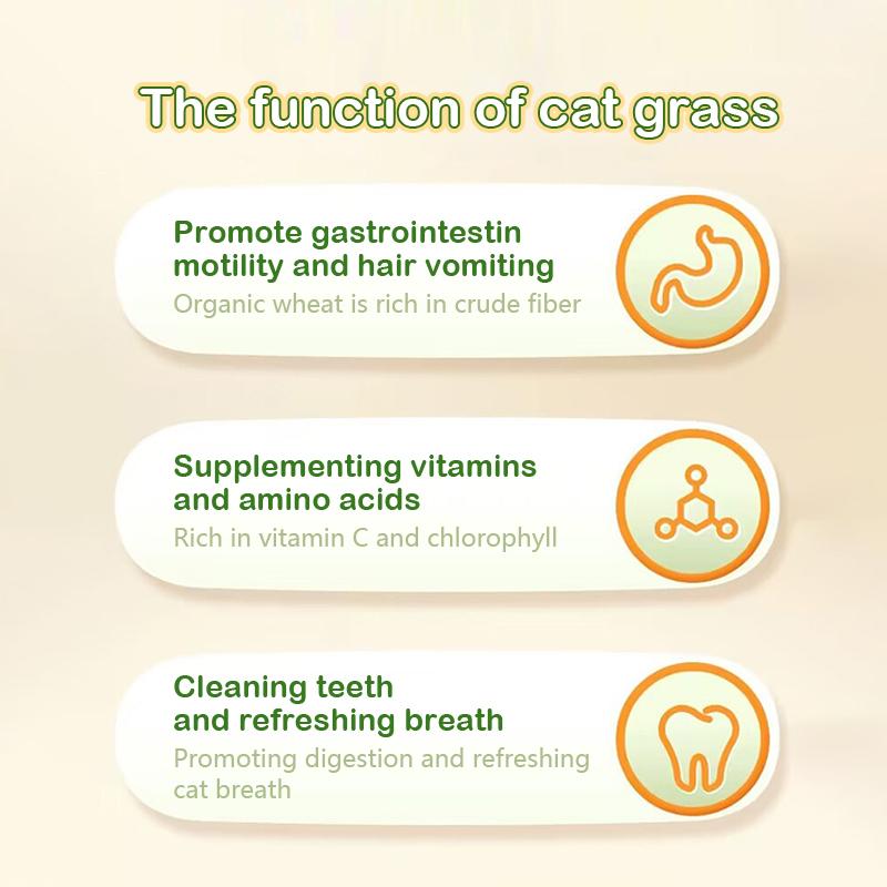 Minze Katzengras Topf Erdlose Hydrokultur Faule Katzengras Pflanzbox Katzenminze Fördert die Verdauung Katzensnacks Pflanzbehälter Werkzeuge