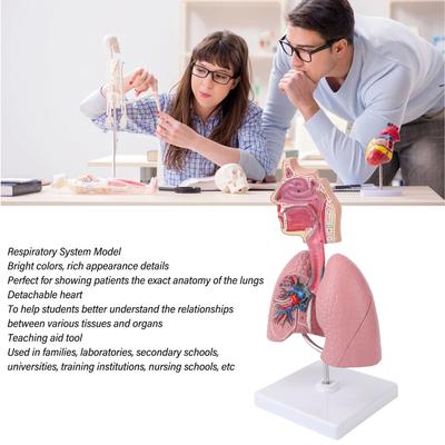 Respiratory System Model with Removable Heart Human Lung Anatomical Display for Students Study Teaching Tool