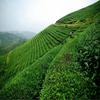 HelloYoung Té Oolong con Leche Té Verde Comida Verde Té con Leche JinXuan 50 g, 150 g, 250 g, 500 g