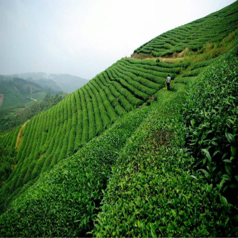 HelloYoung Té Oolong con Leche Té Verde Comida Verde Té con Leche JinXuan 50 g, 150 g, 250 g, 500 g