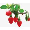 100g Natural Wolfberry Goji Berry Chinese Herbal Tea Green Food