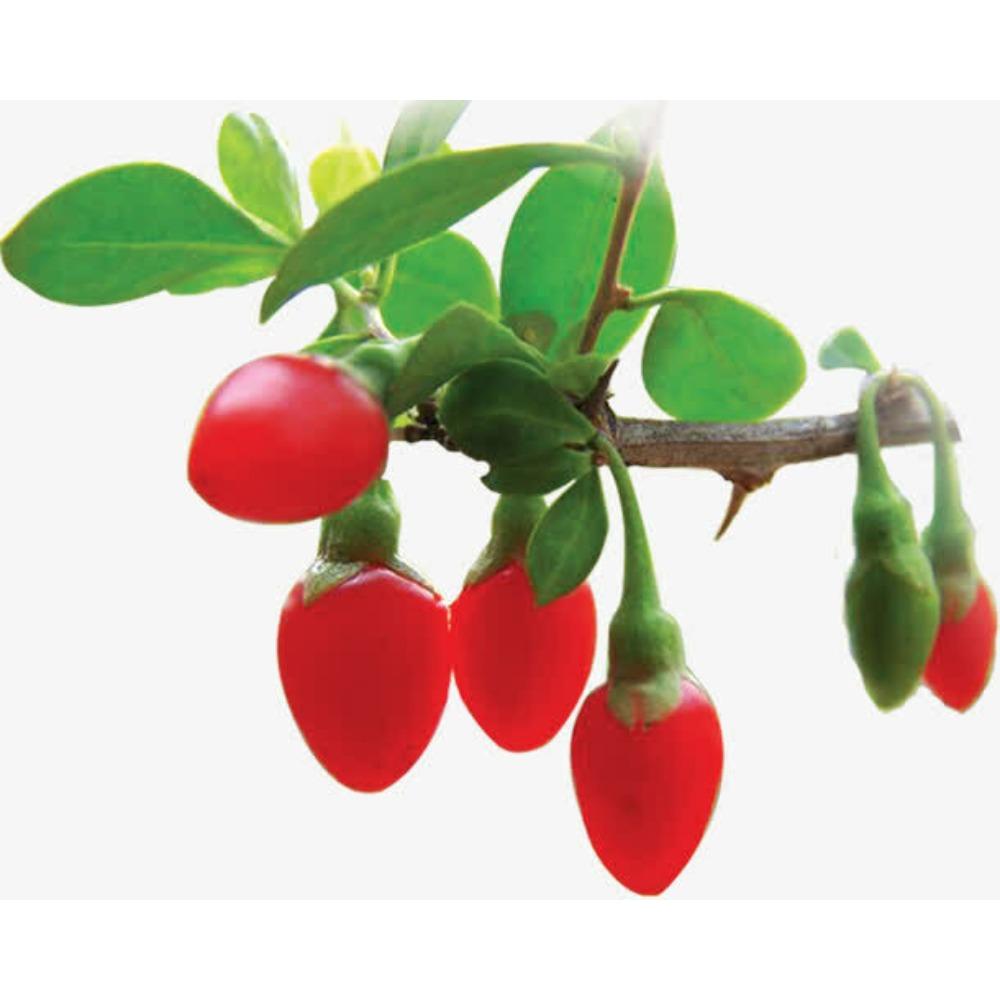 100g Natural Wolfberry Goji Berry Chinese Herbal Tea Green Food