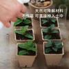 Degradable Pulp Seedling Pot Watermelon and Strawberry Breeding Pots Nutrient Pots Cultivation Cup Planting Pot Nutrition Cups
