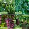 High-quality Garden Climbing Netting Strong PE Plant Trellis for Climbing Plants Loofah Morning Glory Flowers Cucumber Vine