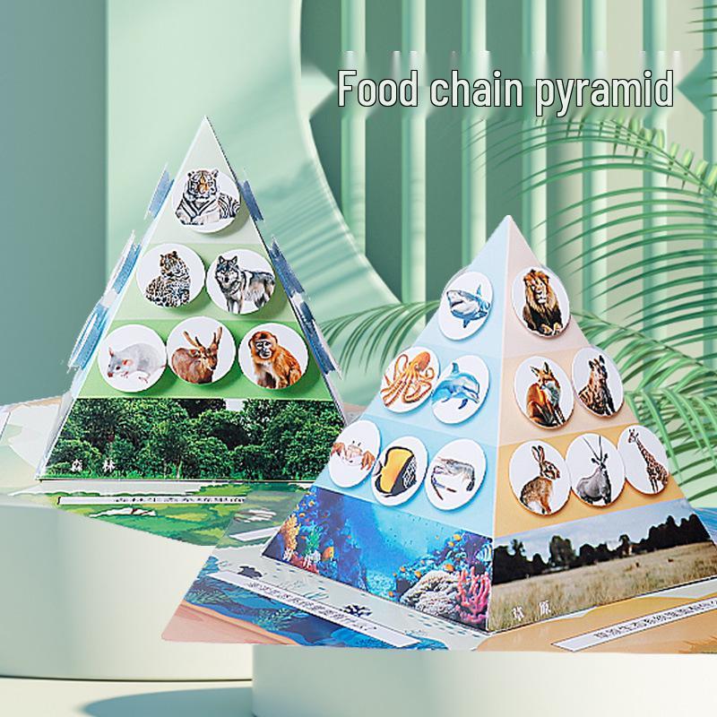 Science Experiment DIY Food Chain Pyramid Kit for Students Paper