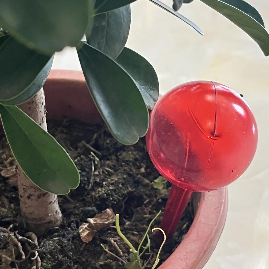 Automatyczna kula do podlewania roślin ogrodowych