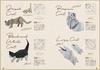 Origami Cats & Dogs Premium