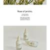 Abib - Jericho Rose Bifida Serum Firming Drop
