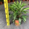 Bambusa multiplex 'Golden Bamboo': Large Evergreen Indoor Plant, Air-Purifying Foliage in Pot