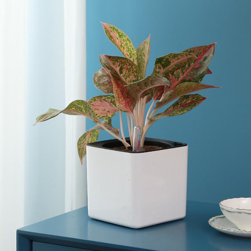 Square Self-Watering Planter with Water Level Indicator