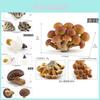Realistyczny Zestaw Grzybów Zawierający Jadalne Shiitake Enoki Matsutake Trujący Muchomor Modele Dekoracyjne Idealne do Ekspozycji Domowej