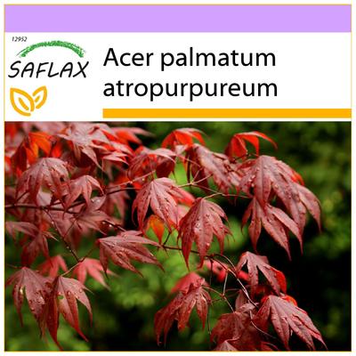 Red Japanese Maple - 20 Seeds - Acer Palmatum