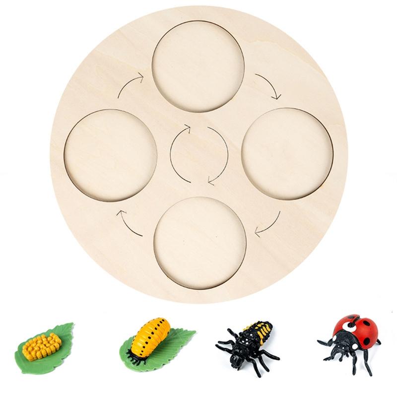 for Frog Animal Life Cycle Model Desktop Decoration Educational Development Toys Realistic Appearance Stimulate Interest