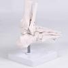 Realistic Human Foot Bone Model Teaching Aids For Enhanced Learning In Anatomy Classes And Clinical Skeletal Detail