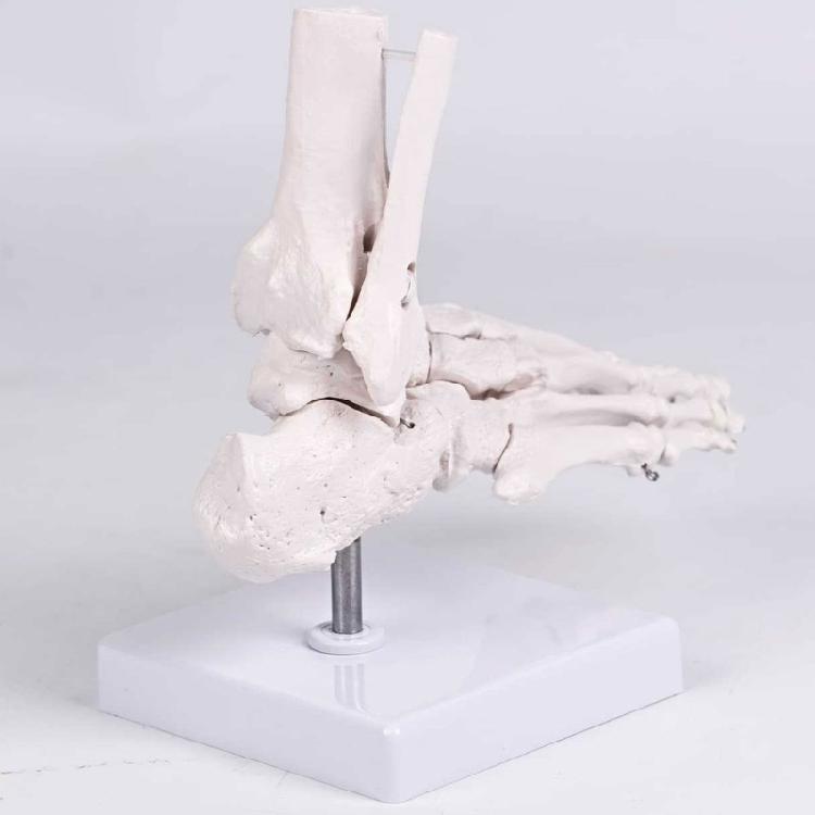 Realistic Human Foot Bone Model Teaching Aids For Enhanced Learning In Anatomy Classes And Clinical Skeletal Detail