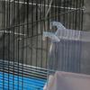 Parrot Bathing Box with Detachable Base Cage Accessories for Budgie Lovebird top sale