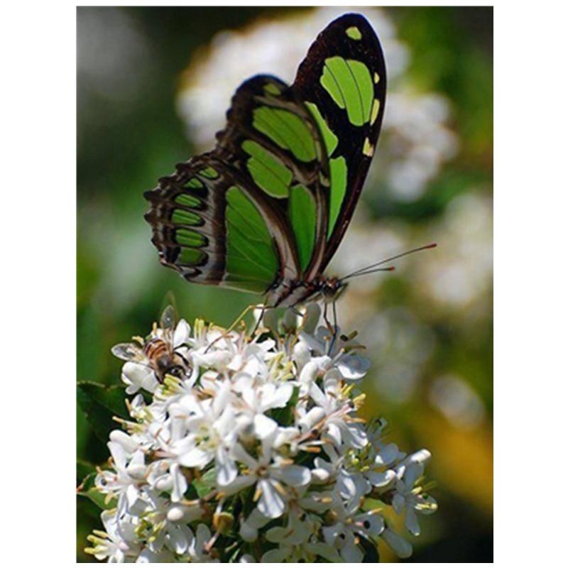 Volle 30X40CM 5D Diy Diamant malerei Farbe schmetterling Stickerei Kreuz Stich Home Decor Handmade