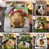 Meerschweinchen-Bettwäscheset, süße Maus, 3D-Bettbezug, Tier-Bettbezug für Kinder, Jungen, Mädchen, Teenager, weicher Doppelbettbezug aus Polyester