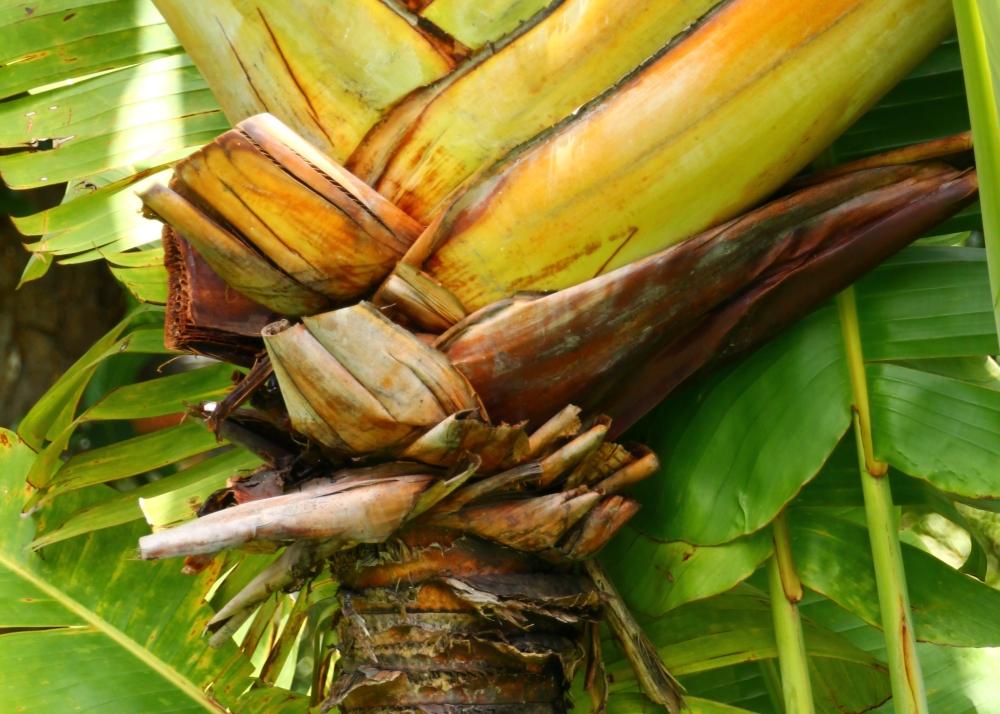 SAFLAX Gift Set - Traveller's Tree - 8 Seeds - With Gift Box, Card, Label and Potting Substrate - Ravenala Madagascariensis