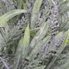 Artificial Plastic Window Wreath Purple Green Leaf Wreath Festive Door Wreath  Photography Prop