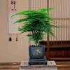 Prosperous House Indoor Bonsai: Easy-Care Cloud Bamboo for Home or Office