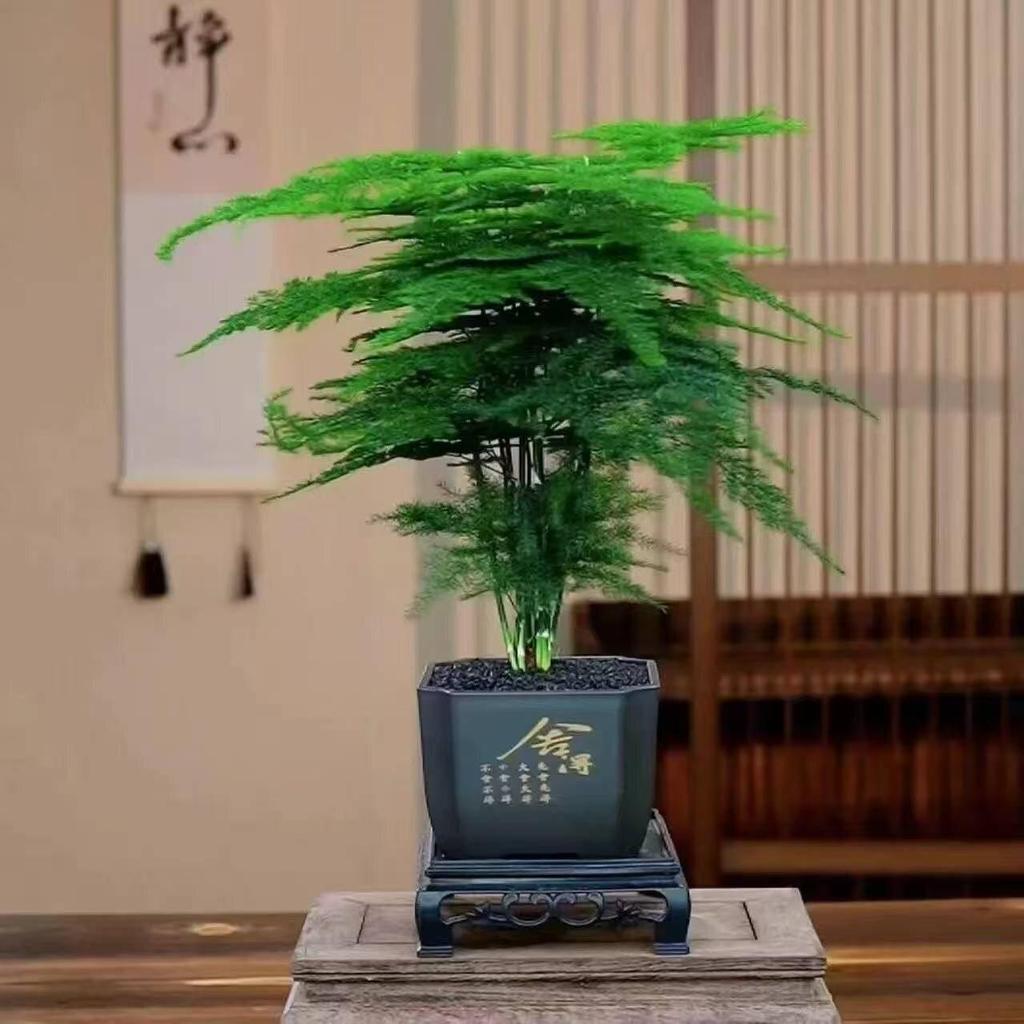 Prosperous House Indoor Bonsai: Easy-Care Cloud Bamboo for Home or Office