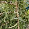 10Pcs Shape Fixator Branch Shaping Device Metal Branch Bending Tools  Fruit Tree Training