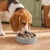 Pet Slow Feeder Bowl for Dogs and Cats, Interactive Puzzle Feeding Bowl to Help Slower Eating