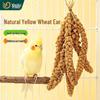 Parrot and Cockatiel Treats: Tiger Skin Grain Ears, Bird and Hamster Snacks, Training Rewards
